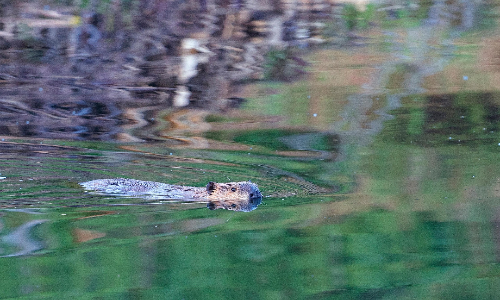 PropBeaver Background